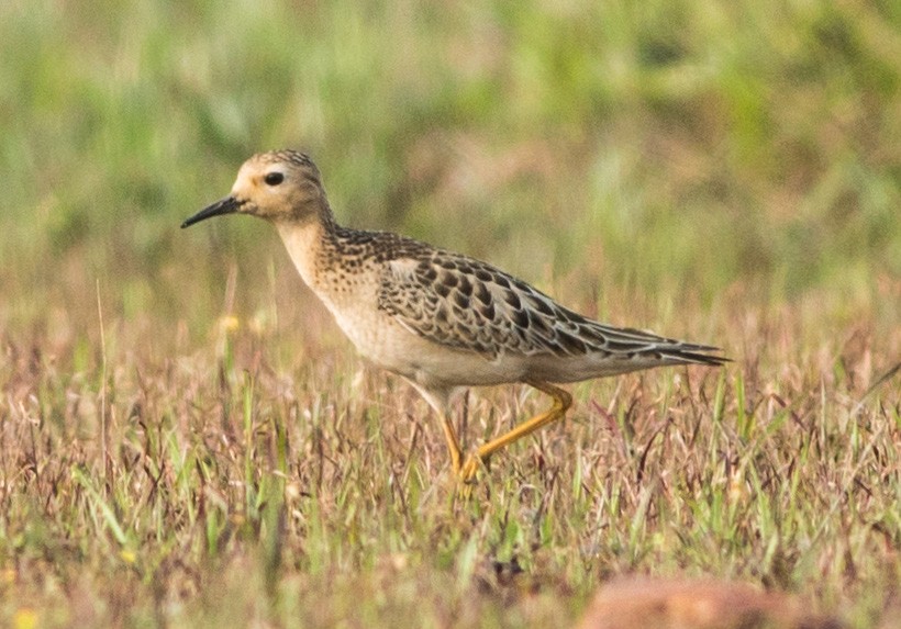 Buff-breasted Sandpiper - ML631895132