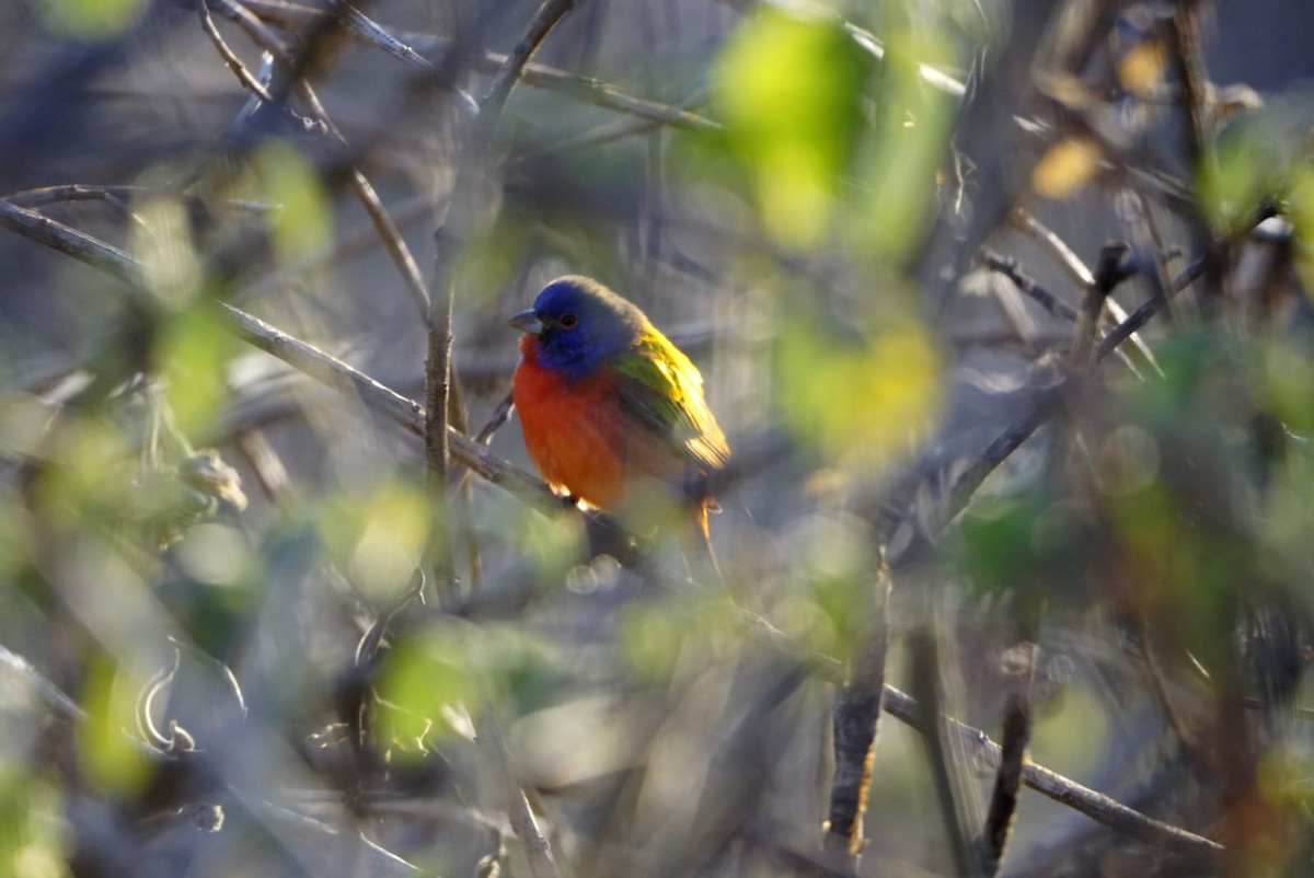 ゴシキノジコ - ML631895188