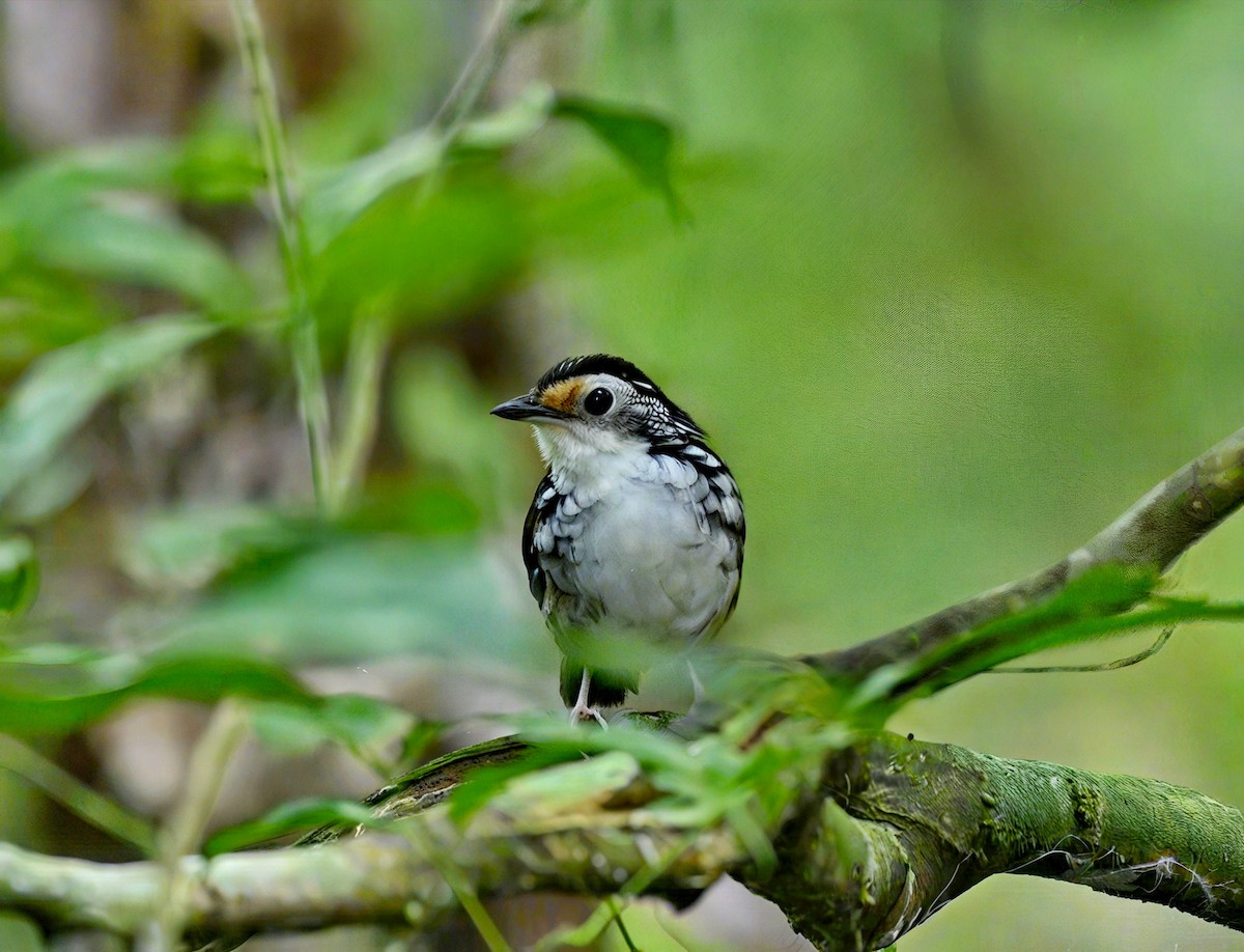 Striped Wren-Babbler - ML631895217