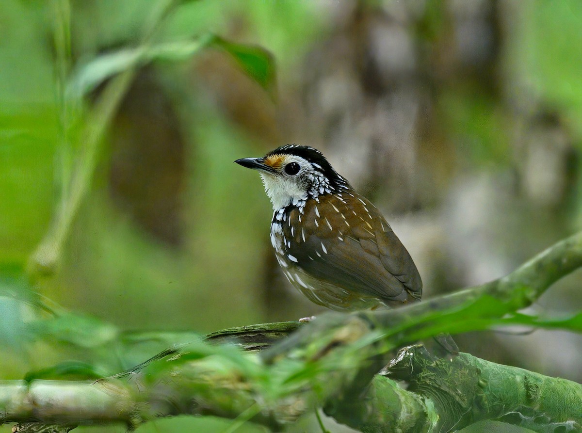Striped Wren-Babbler - ML631895218