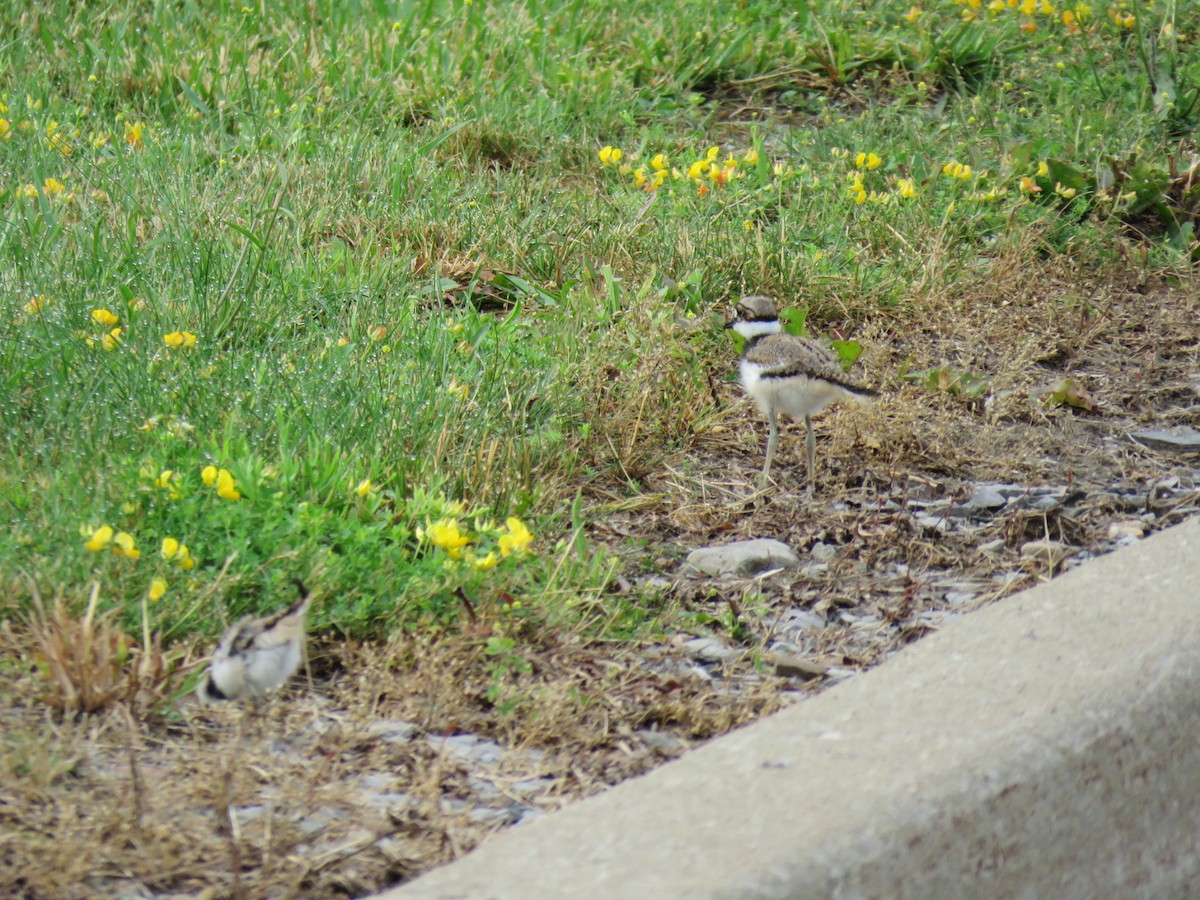 Killdeer - ML63189531