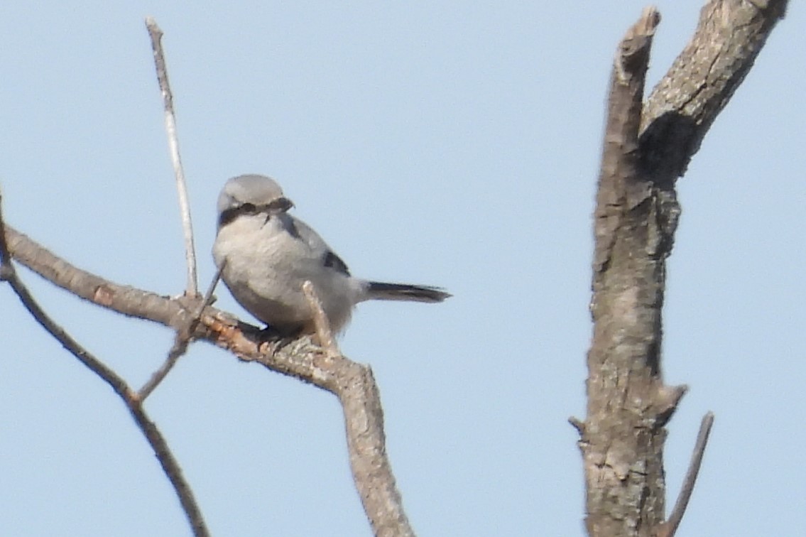 Northern Shrike - ML631895449