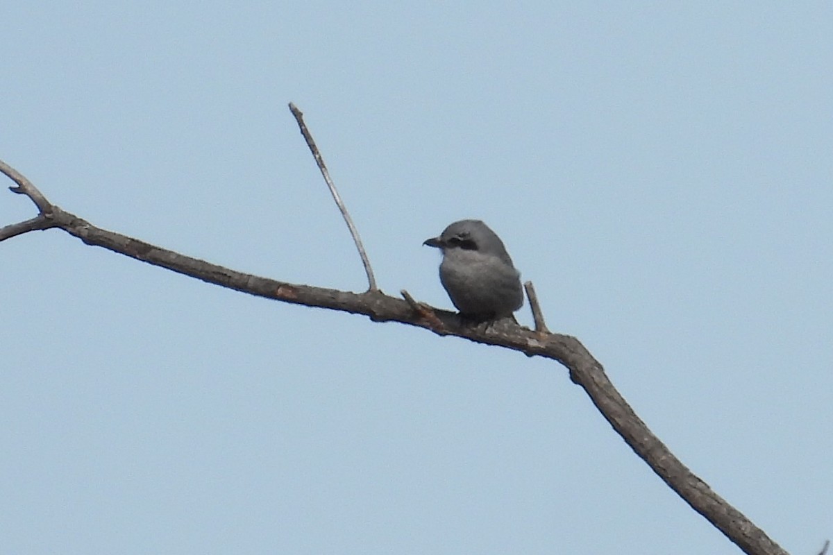 Northern Shrike - ML631895450
