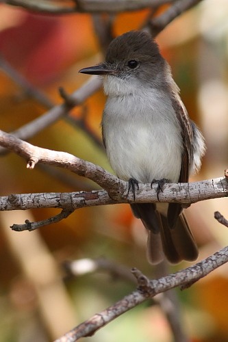 La Sagra's Flycatcher - ML631895516