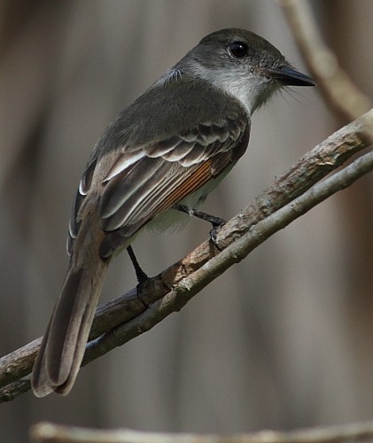 La Sagra's Flycatcher - ML631895521