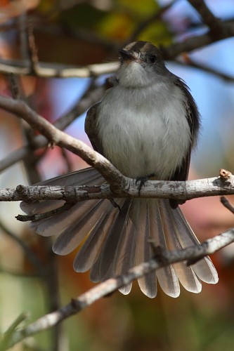 La Sagra's Flycatcher - ML631895524
