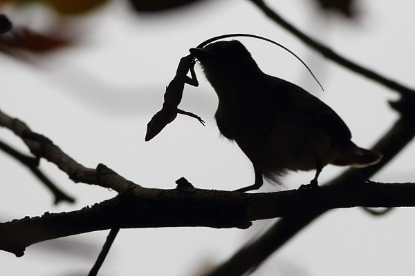 La Sagra's Flycatcher - ML631895527