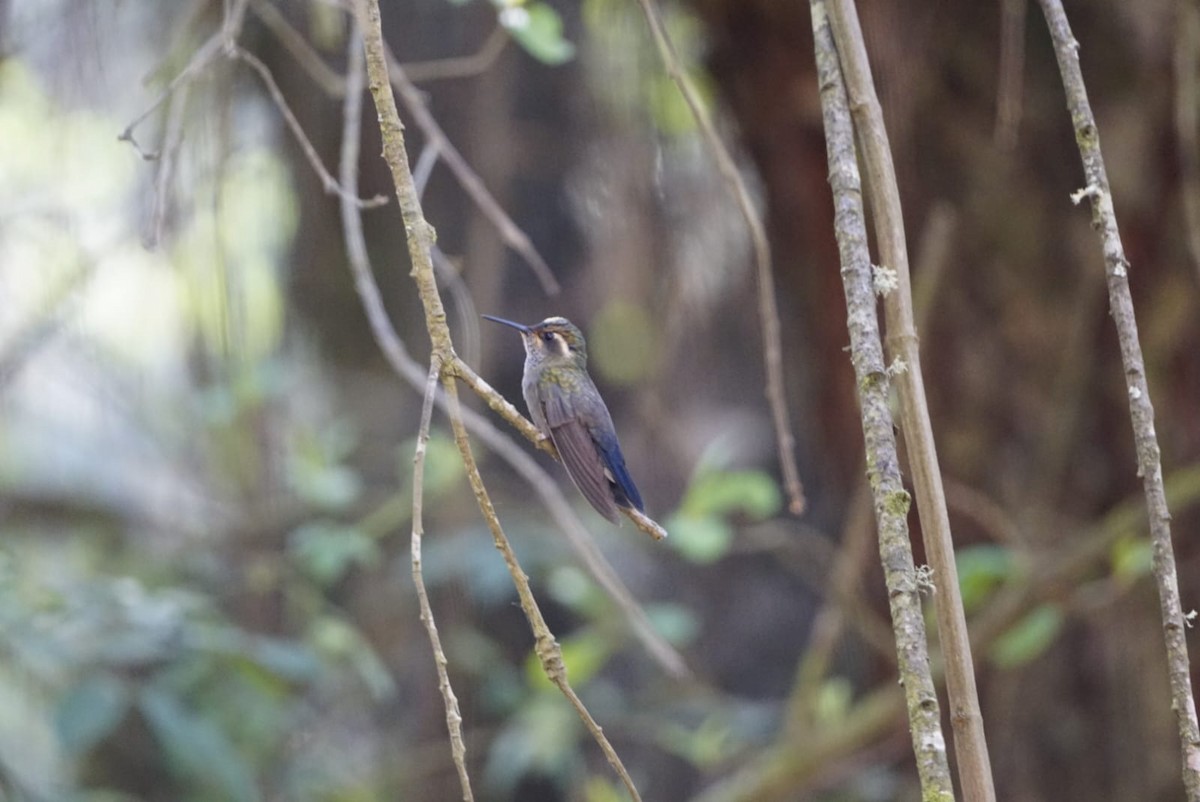 ノドムラサキシロメジリハチドリ - ML631895583