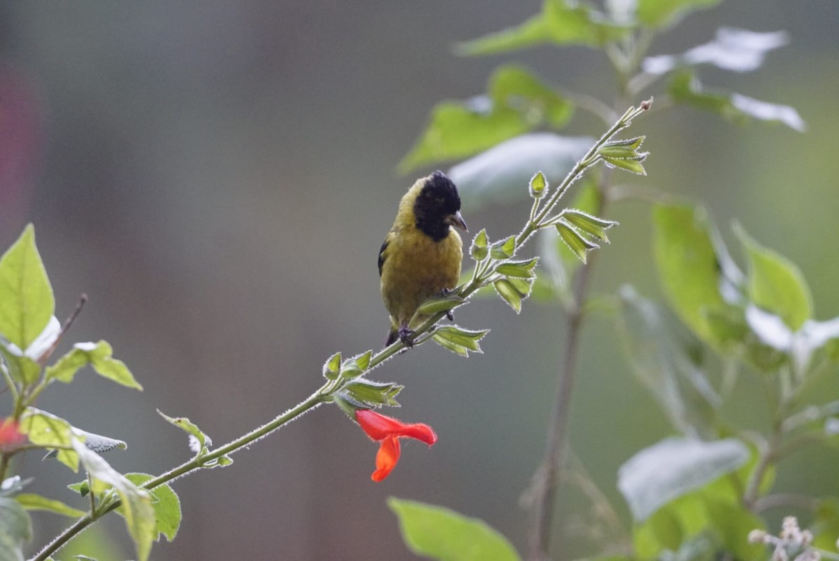 ズグロキバラヒワ - ML631895608