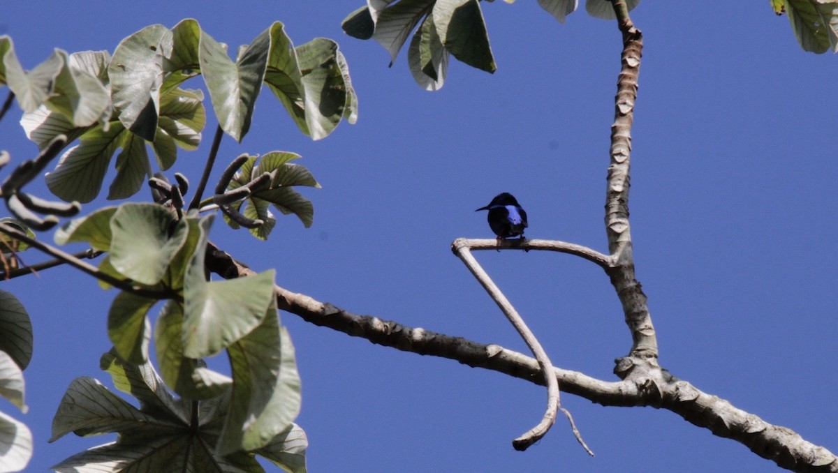 Red-legged Honeycreeper - ML631895738