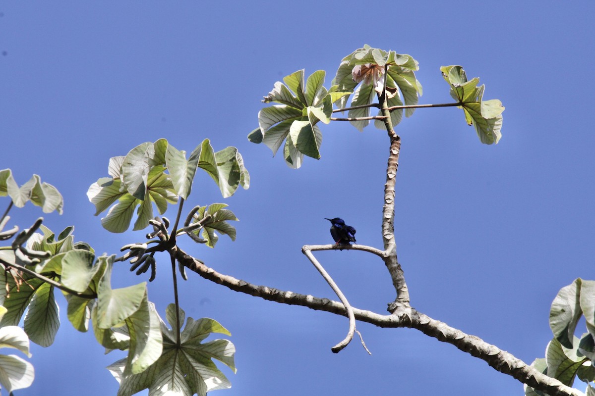 Red-legged Honeycreeper - ML631895739