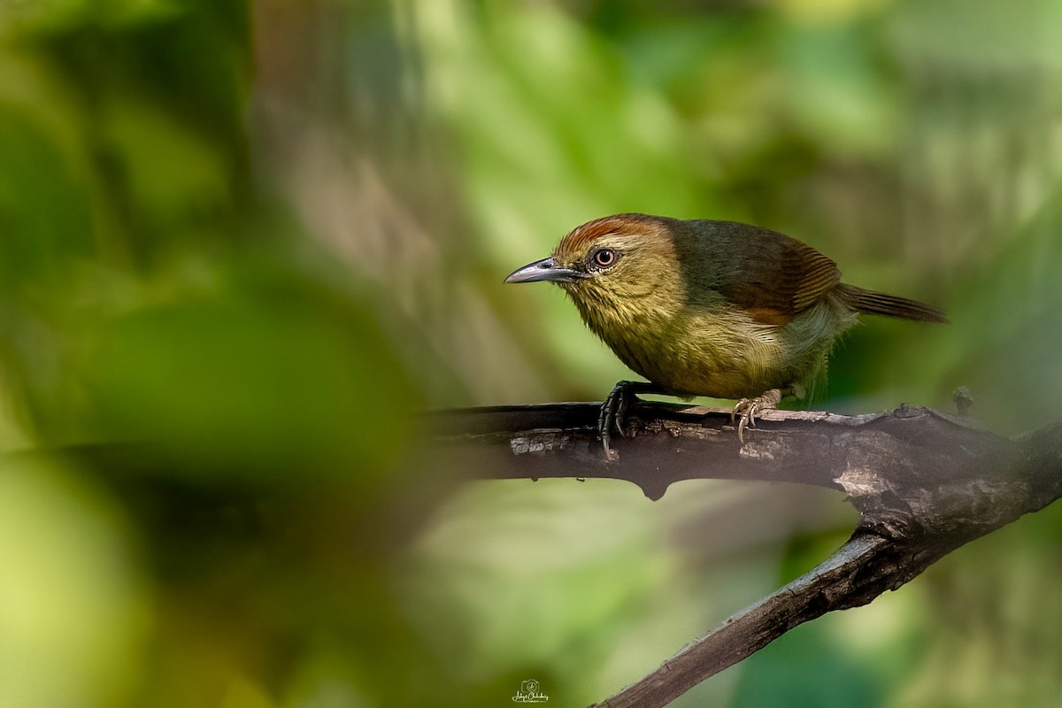 Pin-striped Tit-Babbler - ML631895763