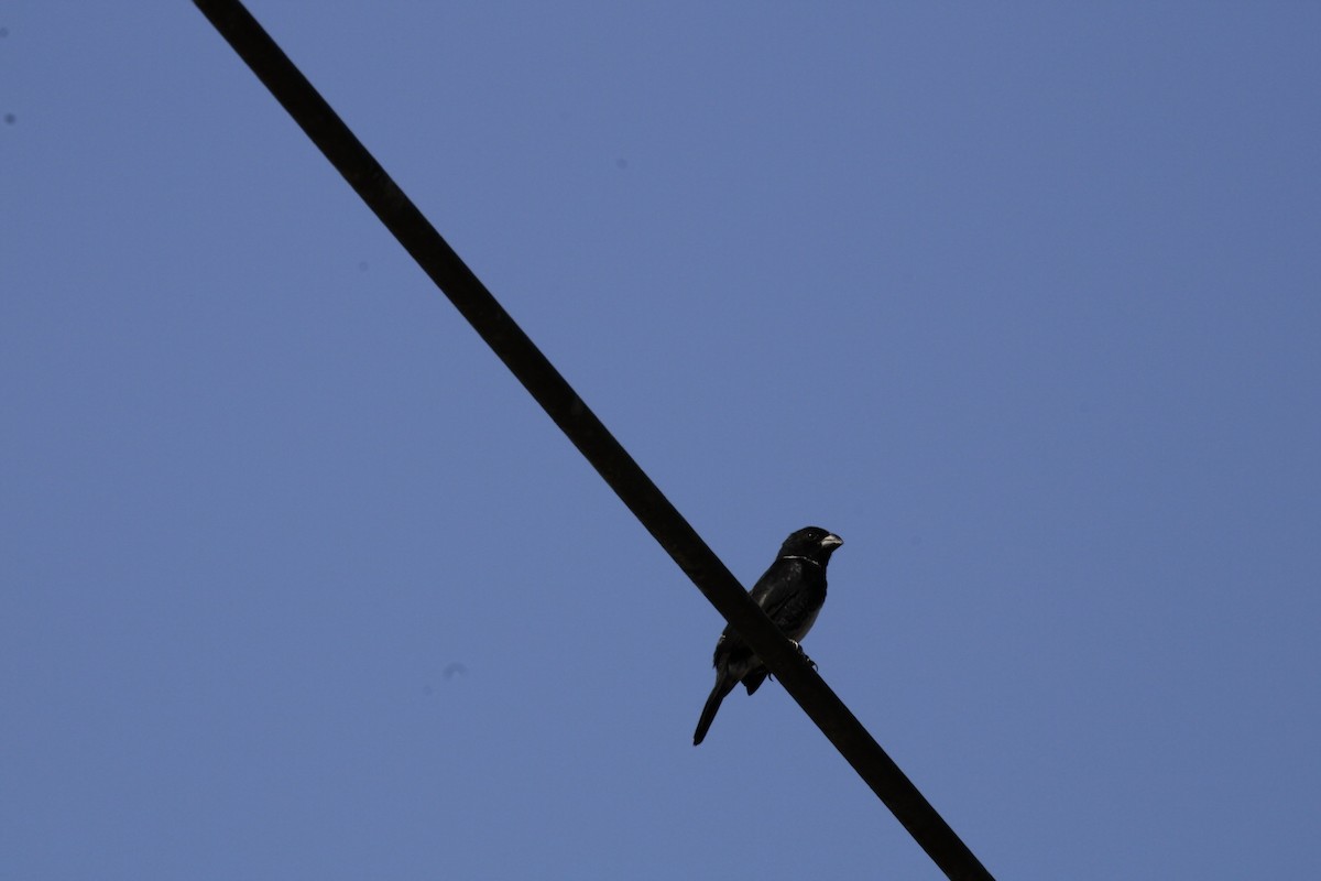 Variable Seedeater - ML631895769