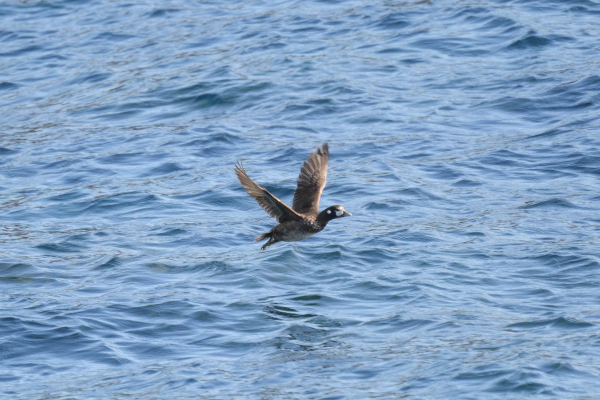 Harlequin Duck - ML631895902