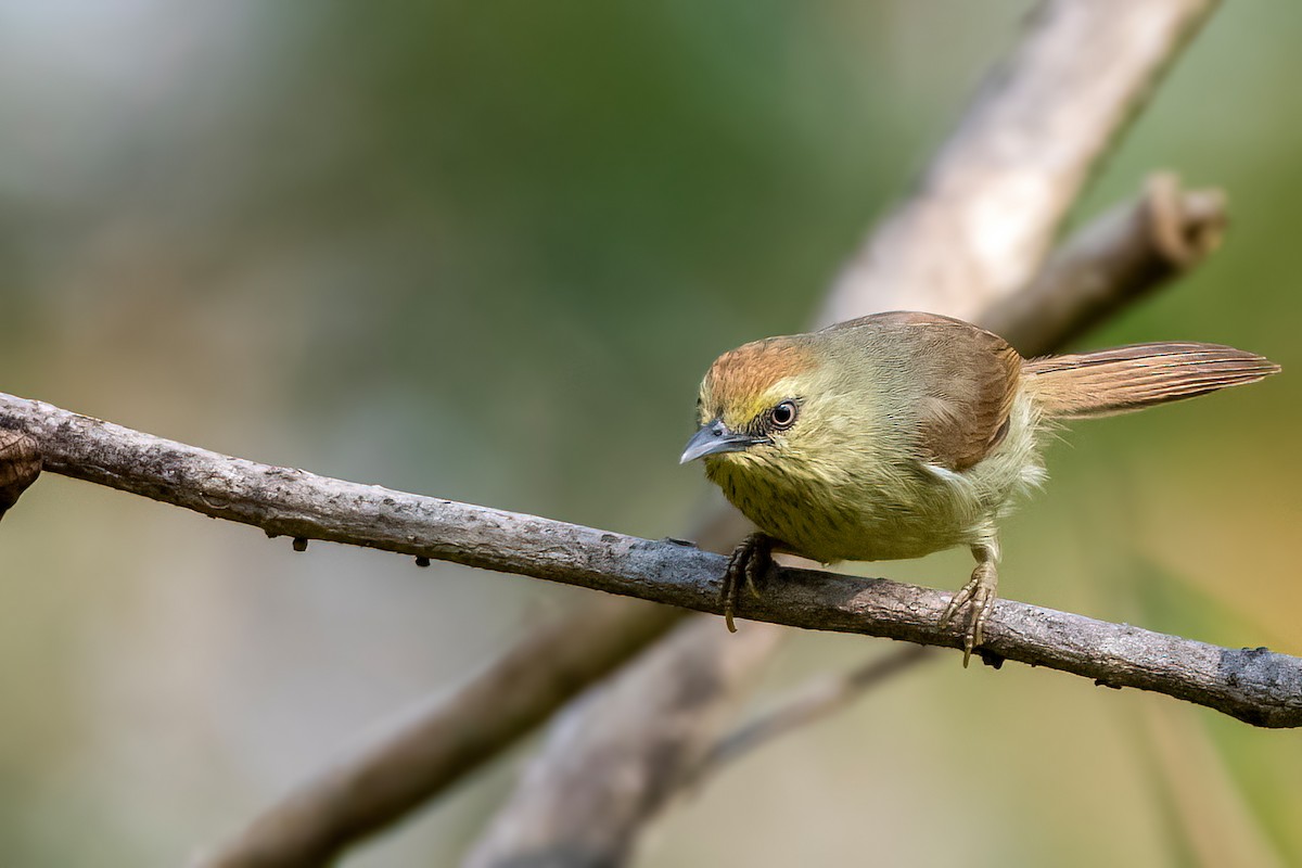 Pin-striped Tit-Babbler - ML631895906