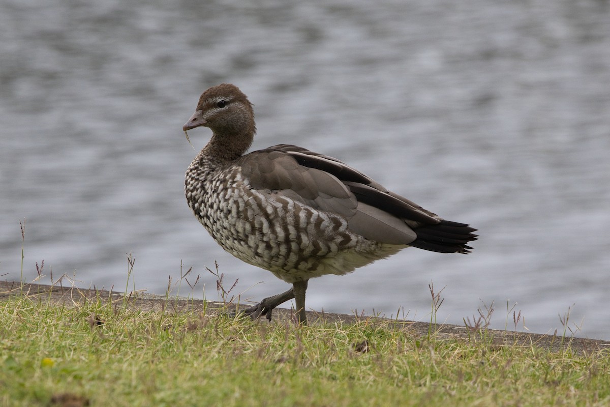 Maned Duck - ML631896137