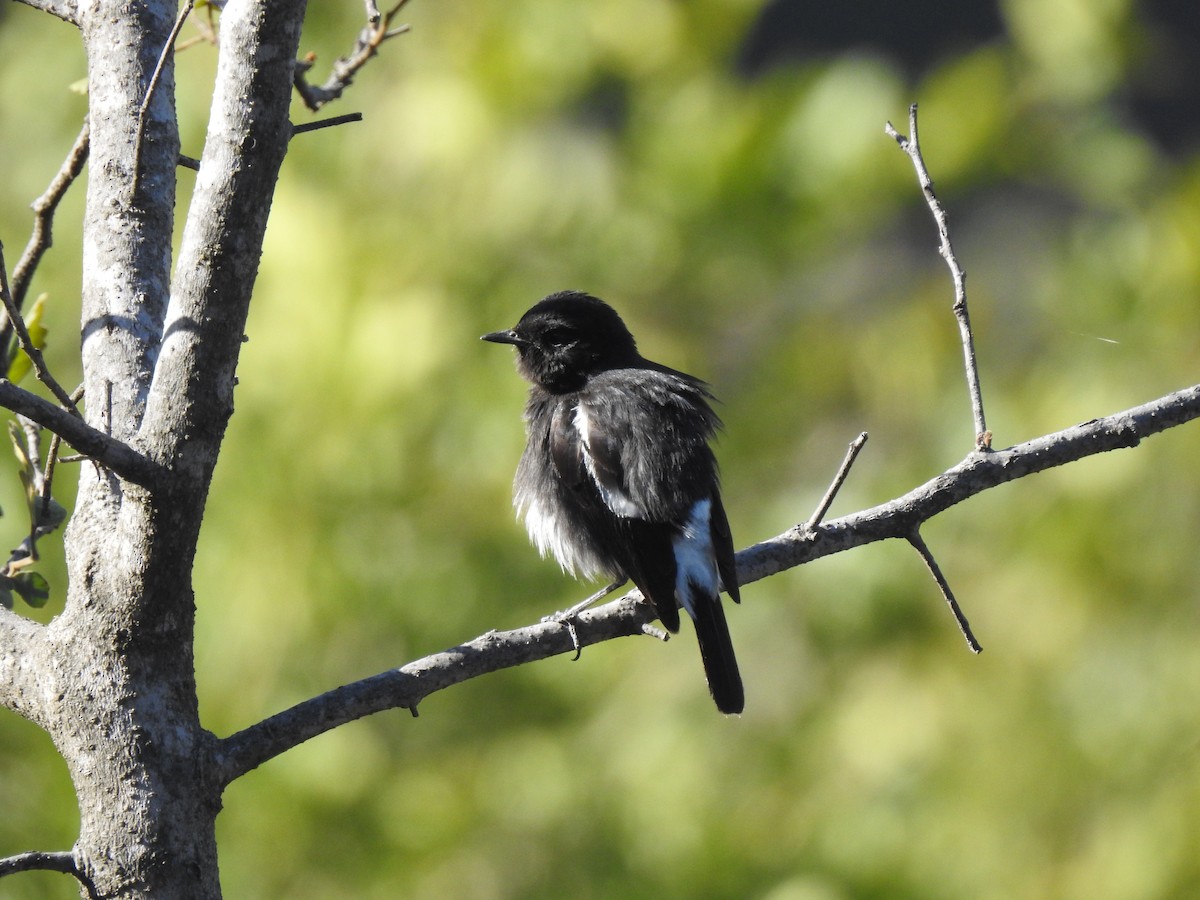 Blue-capped Redstart - ML631896283