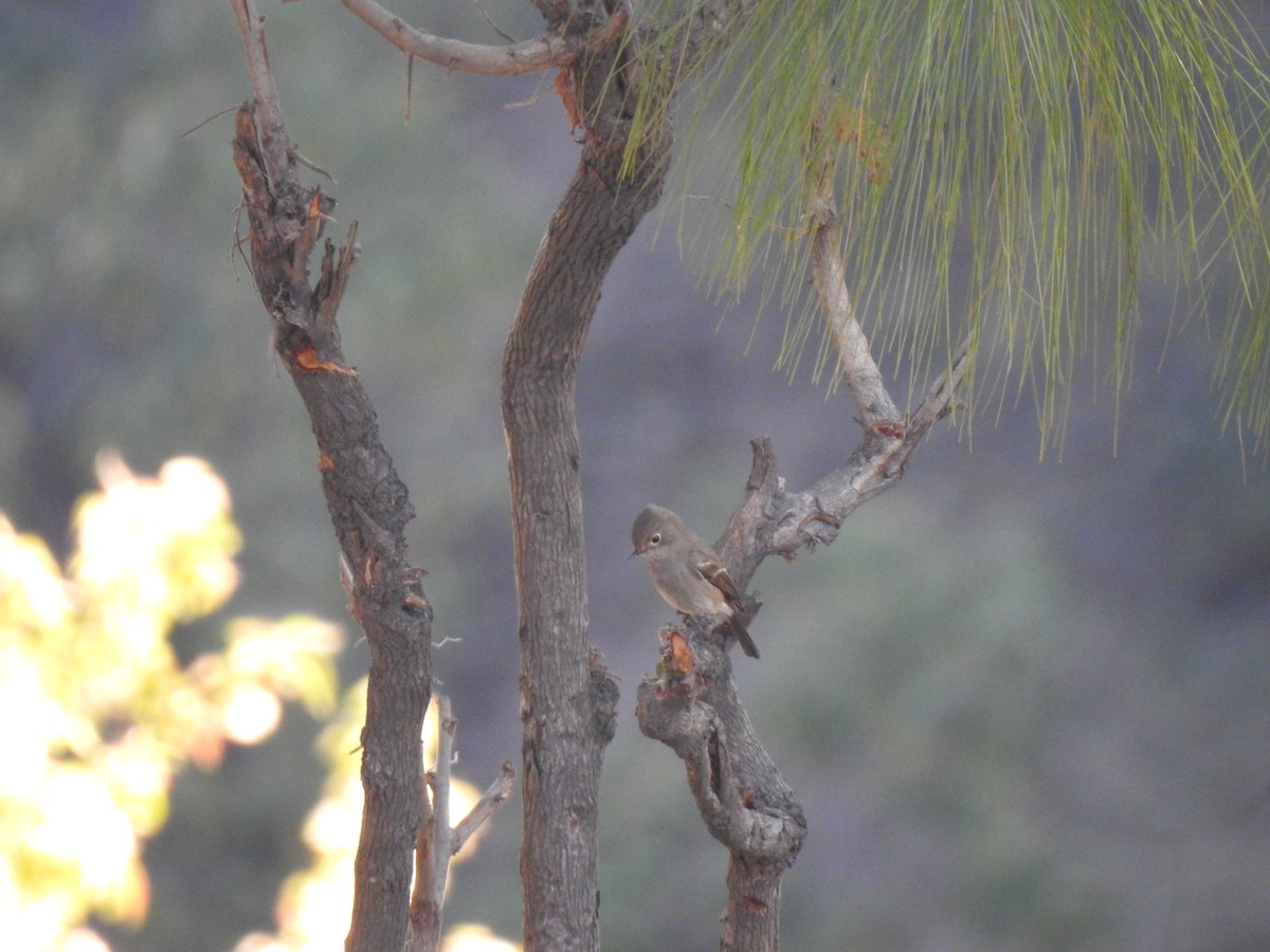Blue-capped Redstart - ML631896284