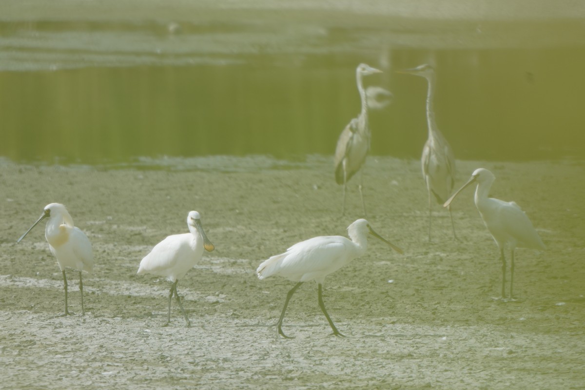 Eurasian Spoonbill - ML631896291