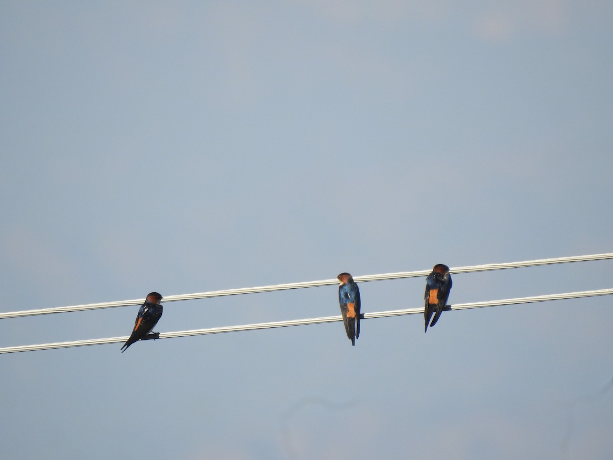 Eastern Red-rumped Swallow (Daurian) - ML631896301
