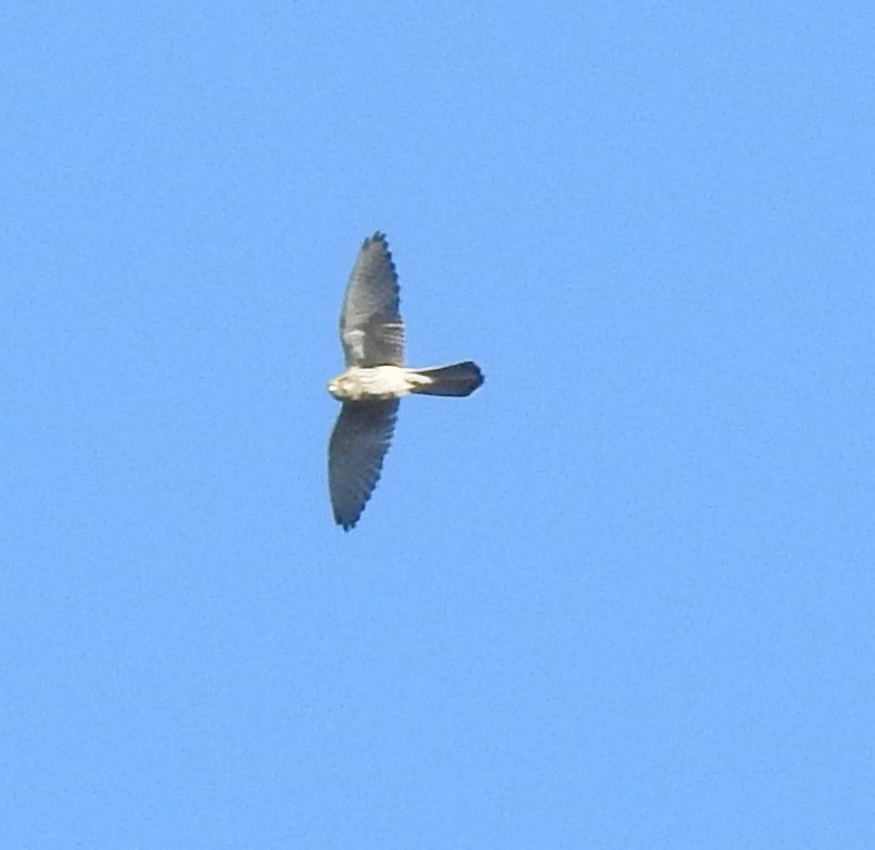 falcon sp. - ML631896332