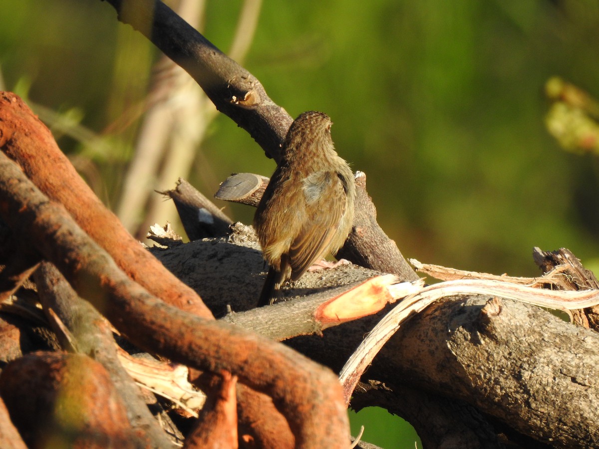 Himalayan Prinia - ML631896347