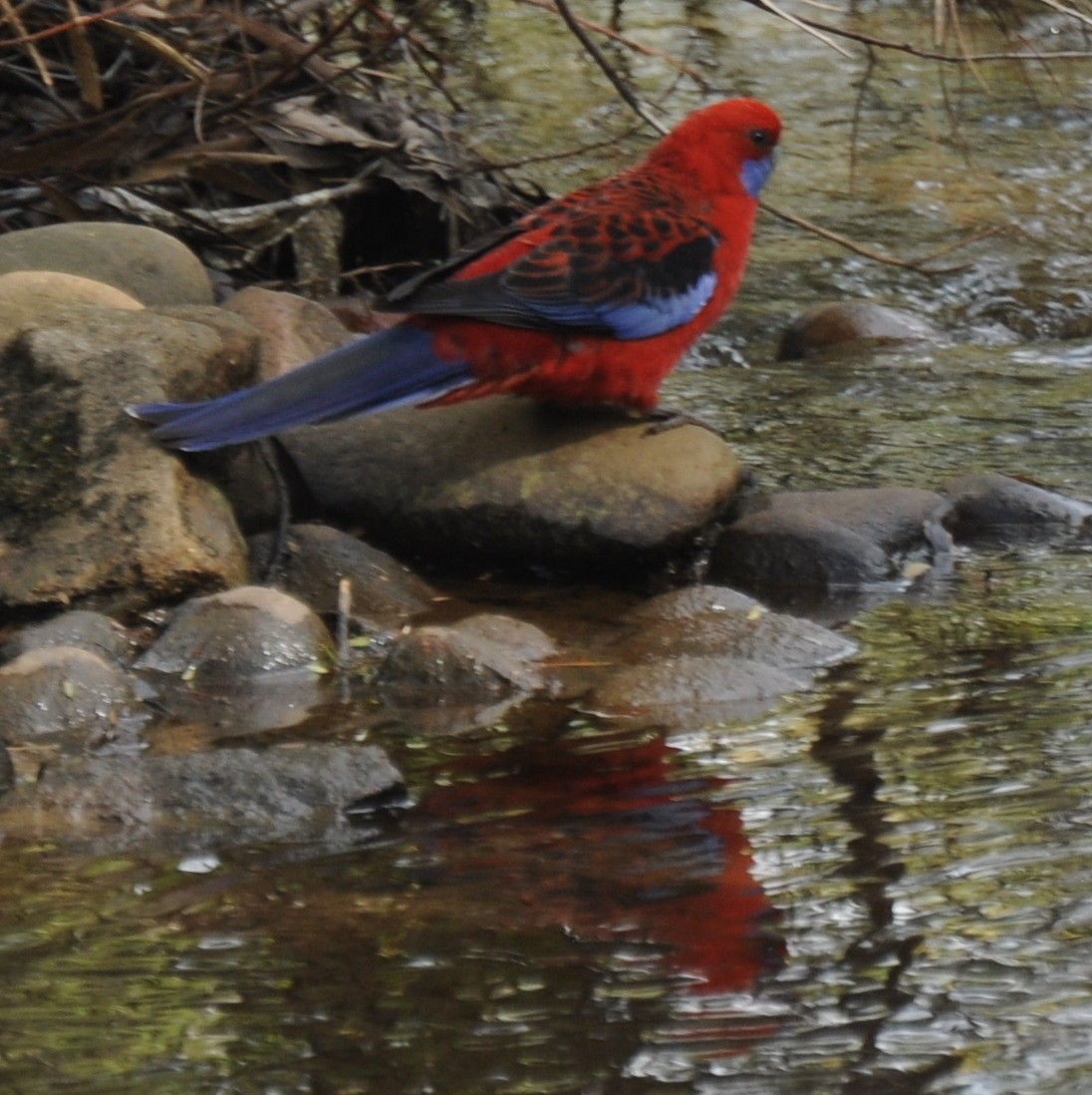 Crimson Rosella - ML631896363