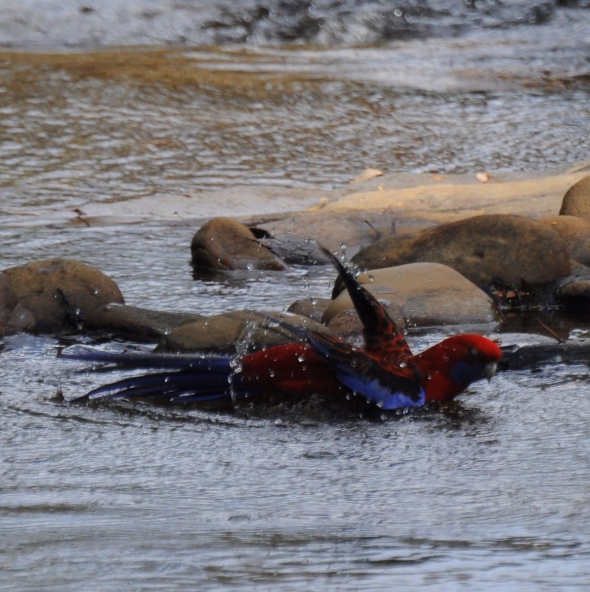 Crimson Rosella - ML631896364