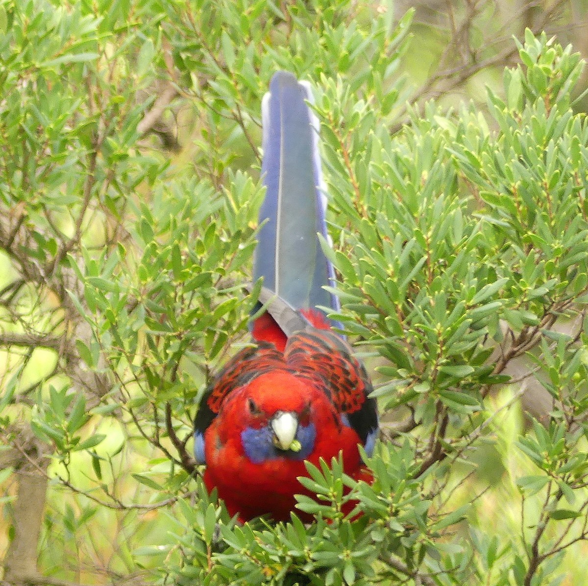 Crimson Rosella - ML631896365