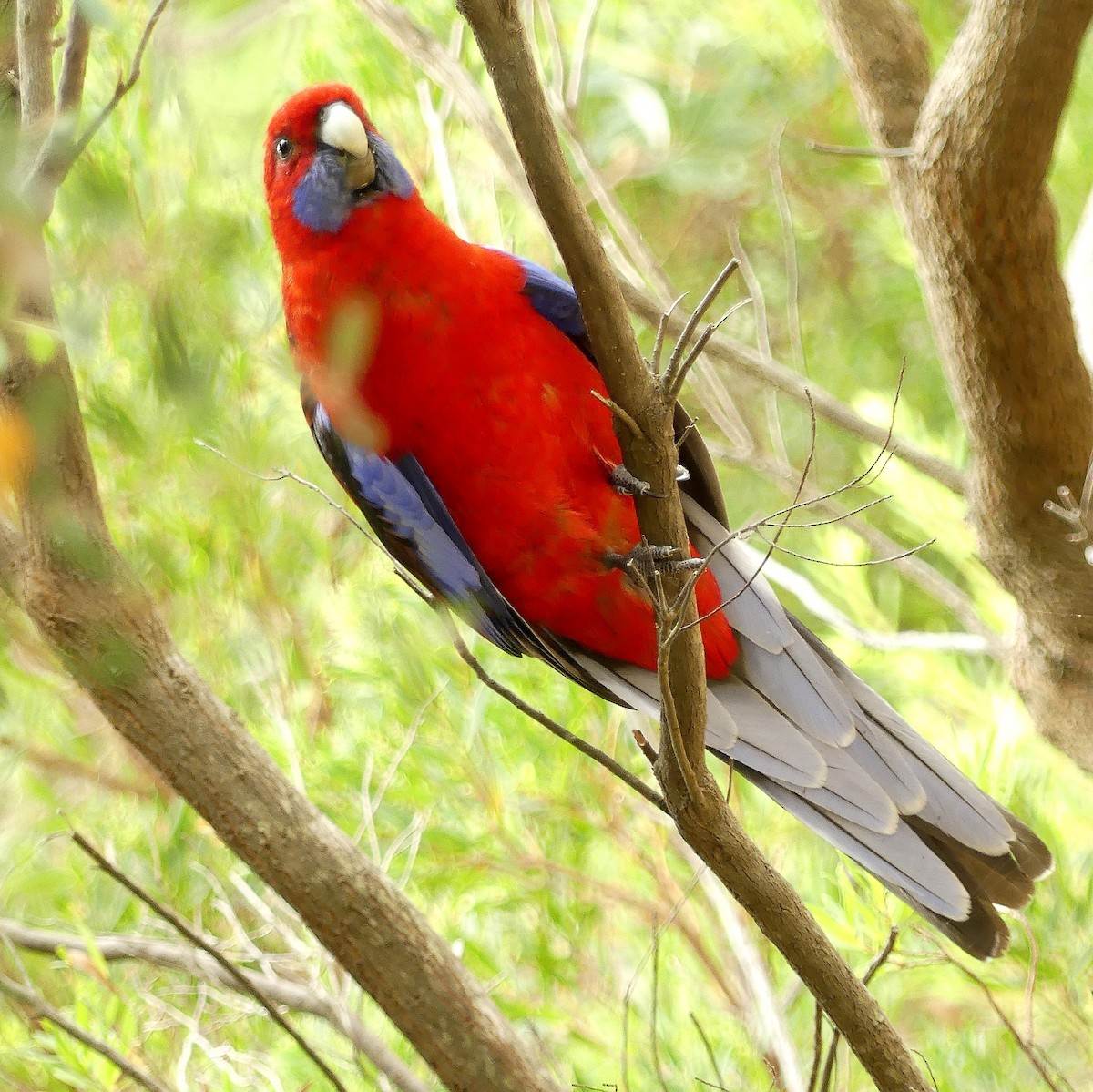 Crimson Rosella - ML631896366