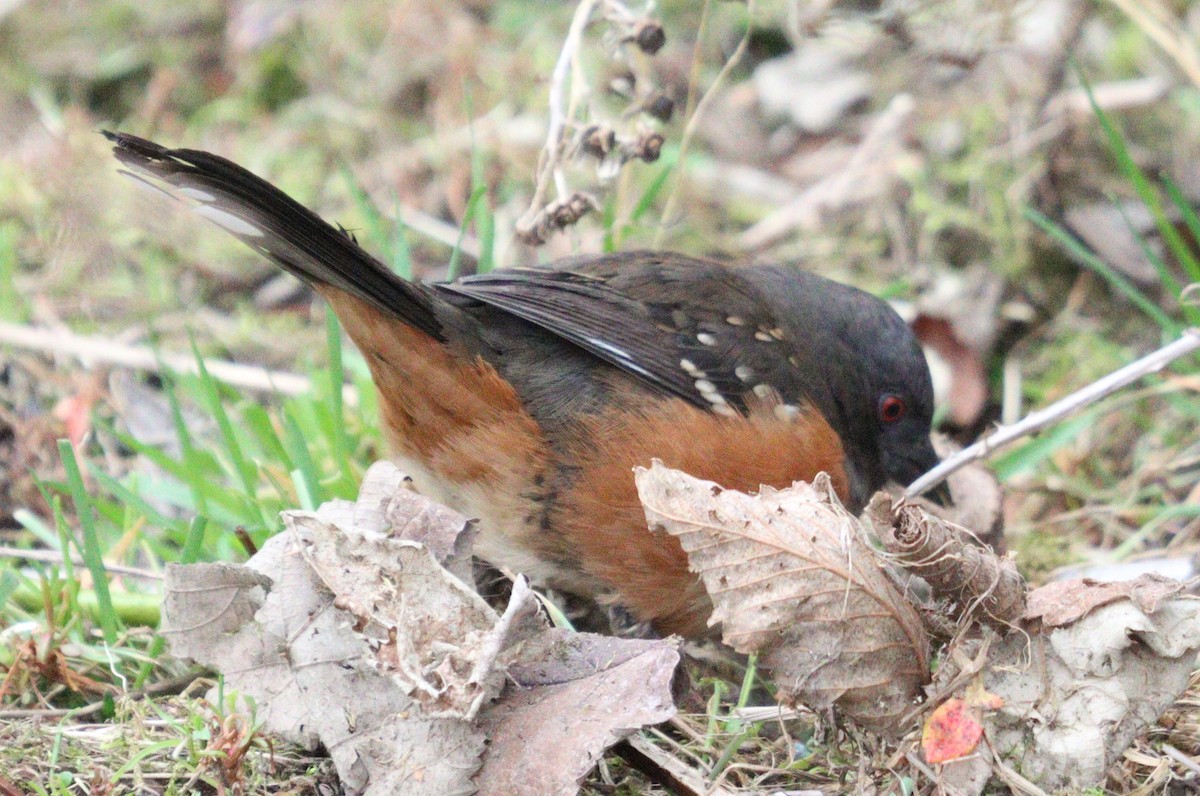 Spotted Towhee - ML631896402