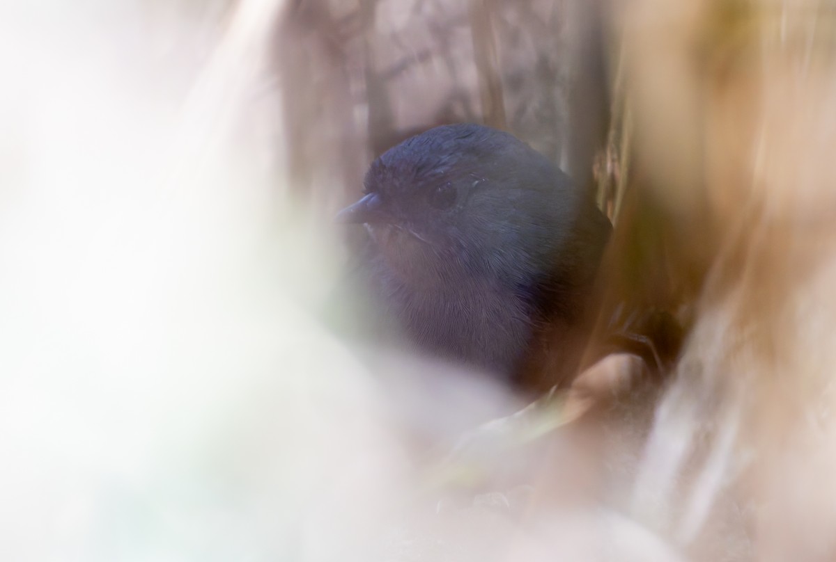Rock Tapaculo - ML631896425