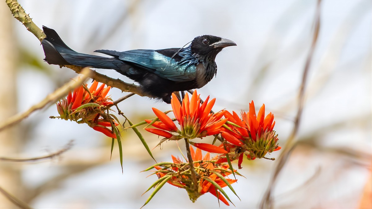 Hair-crested Drongo - ML631896428