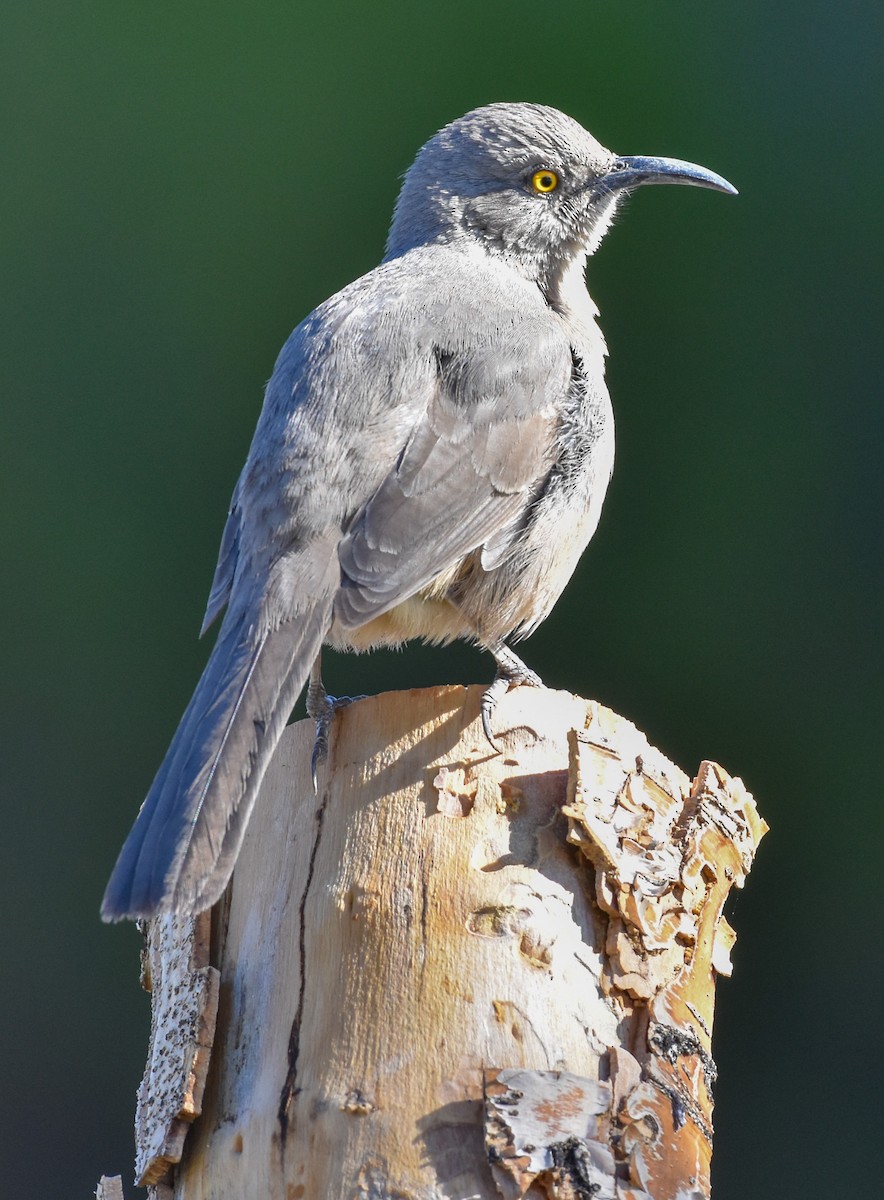Curve-billed Thrasher - ML631896462