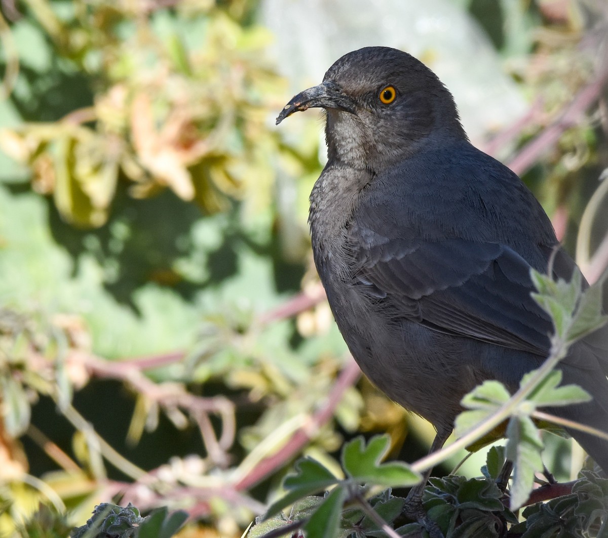 Curve-billed Thrasher - ML631896464