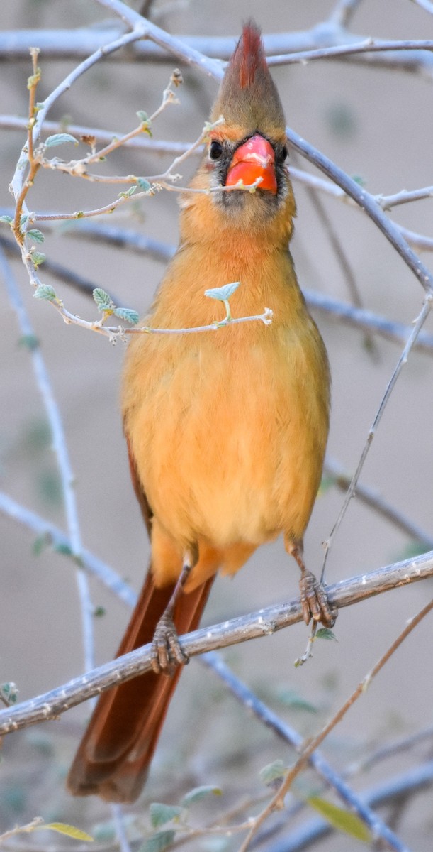 Northern Cardinal - ML631896480