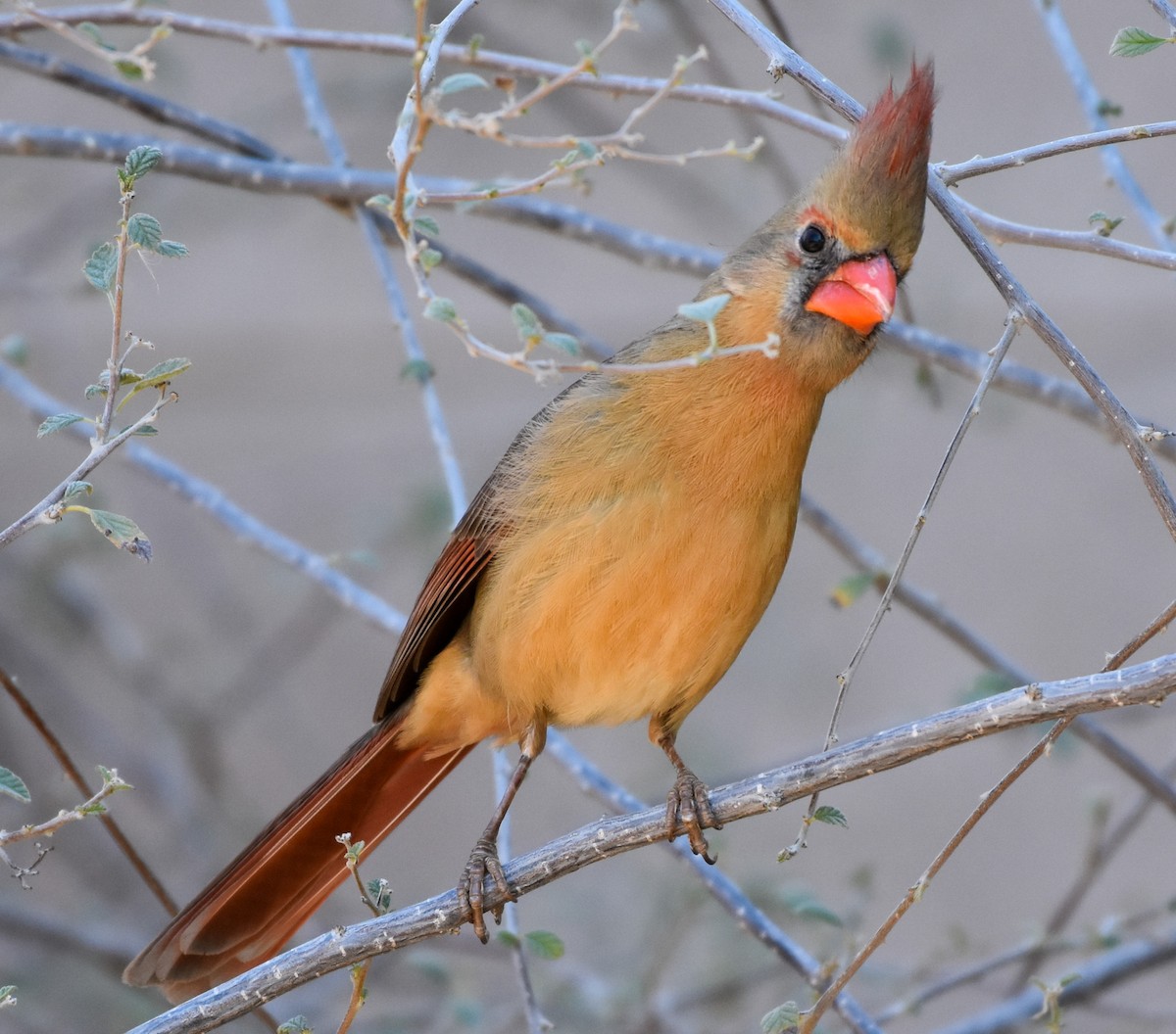 Northern Cardinal - ML631896481