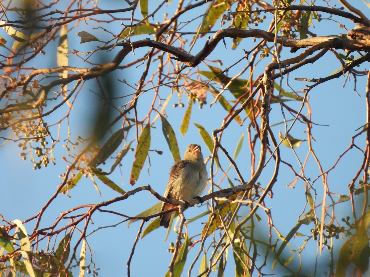 Mistletoebird - ML631896530