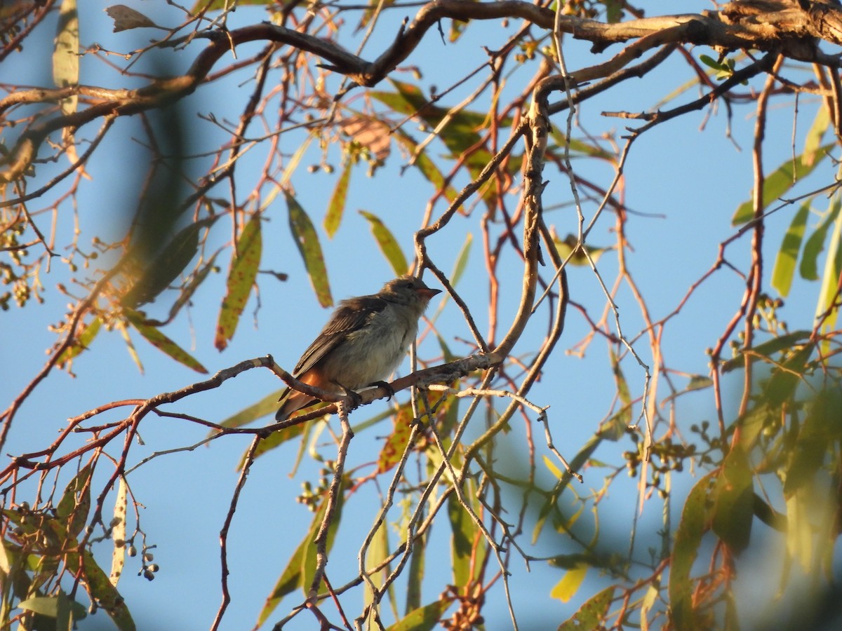 Mistletoebird - ML631896531