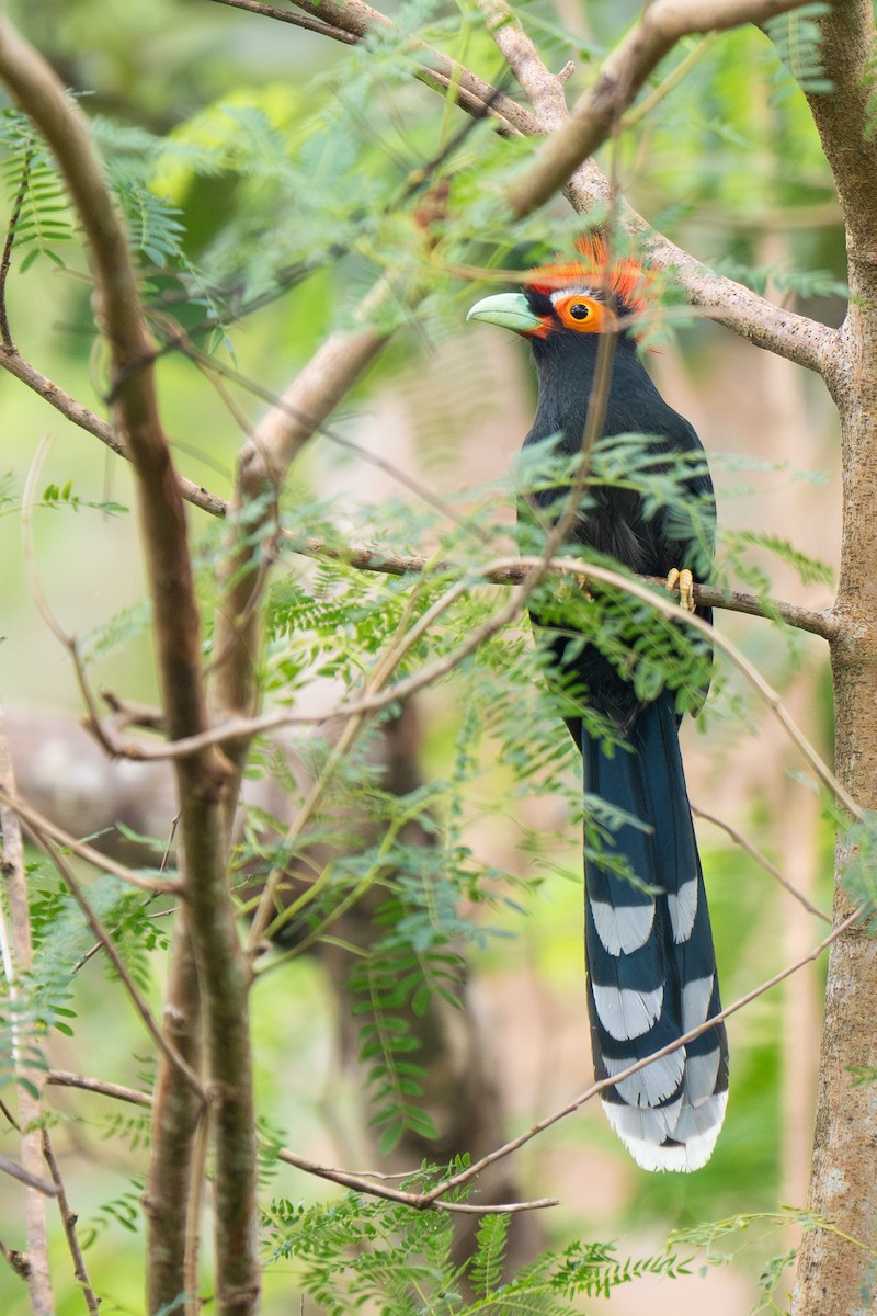 Red-crested Malkoha - ML631896567