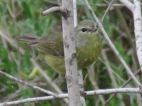 Orange-crowned Warbler - ML631896838