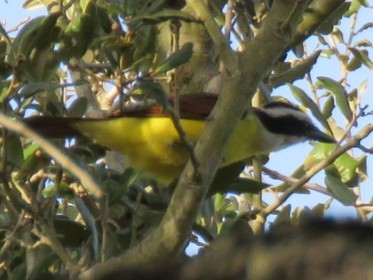 Great Kiskadee - ML631896843