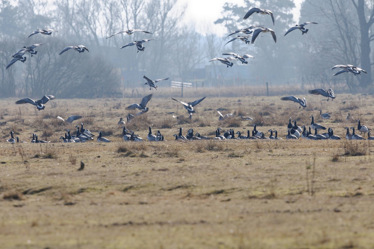 Branta musuzuria - ML631896932