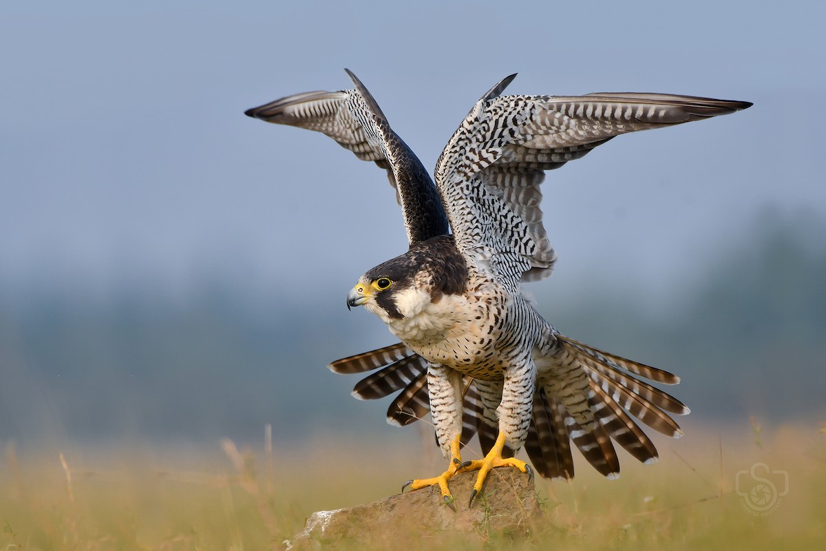 בז נודד - ML631897033