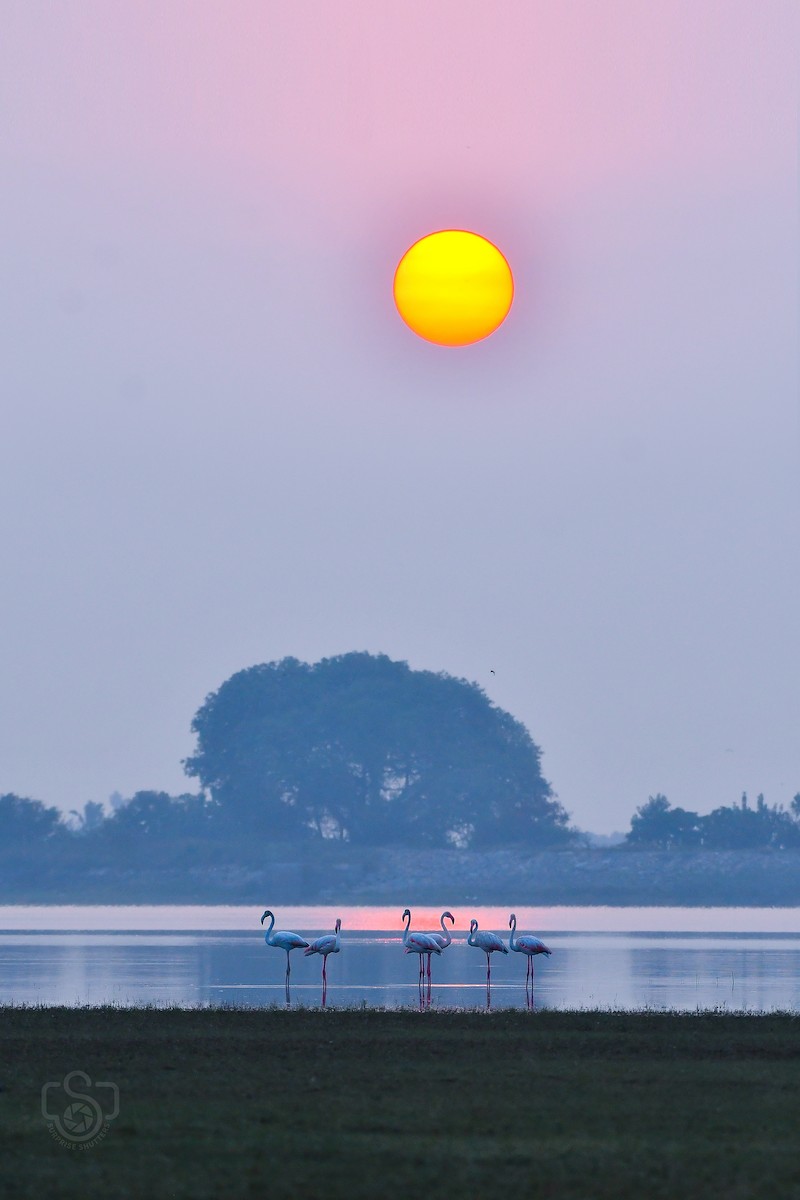 Greater Flamingo - ML631897083