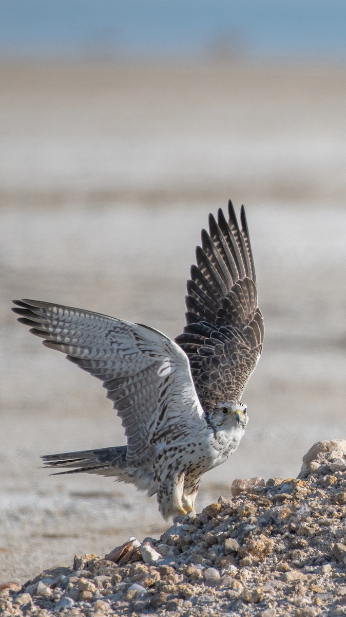 Saker Falcon - ML631897096