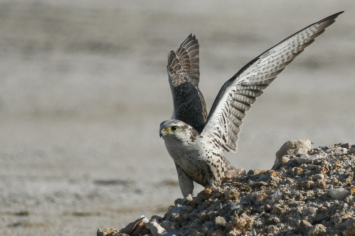 Saker Falcon - ML631897097