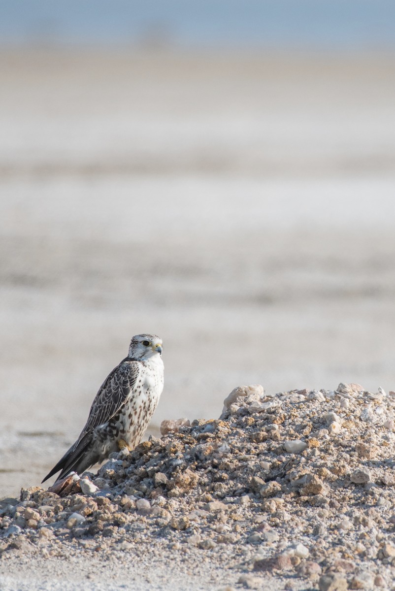 Saker Falcon - ML631897098