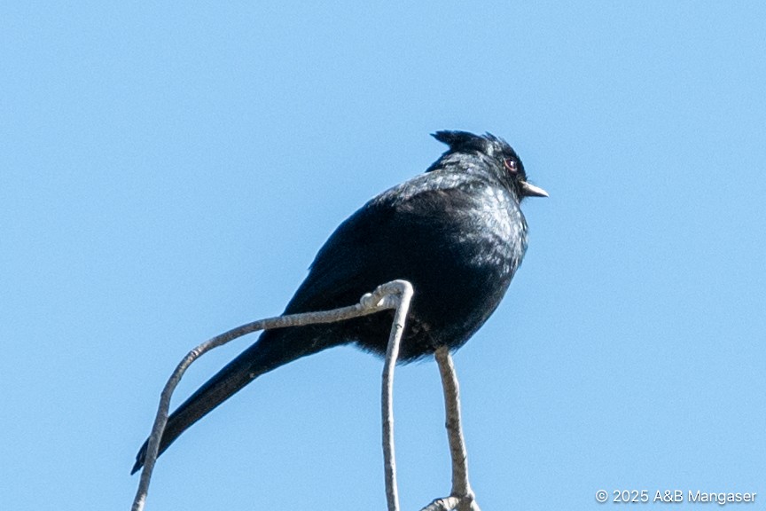 Phainopepla - ML631897280