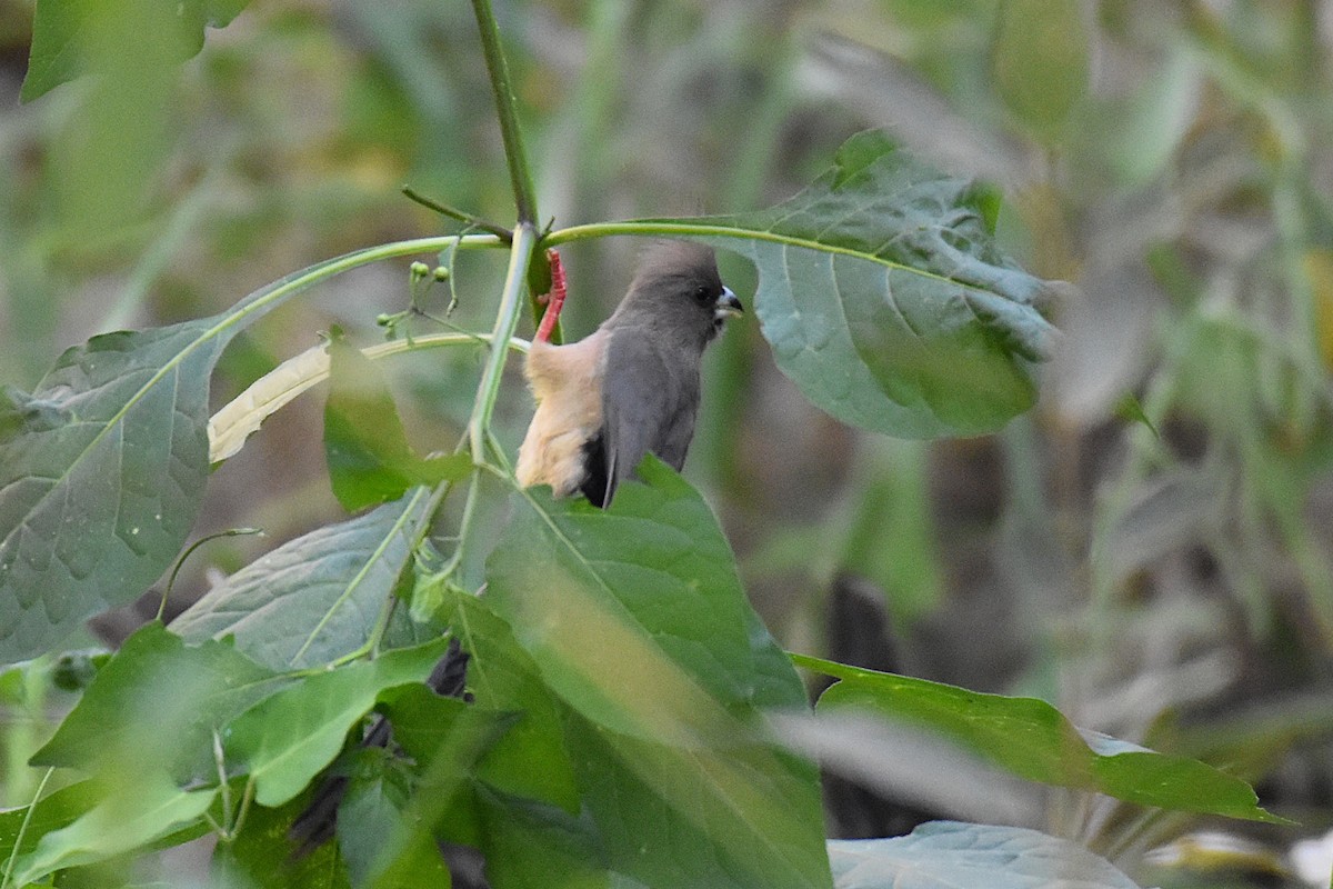 White-backed Mousebird - ML631897281
